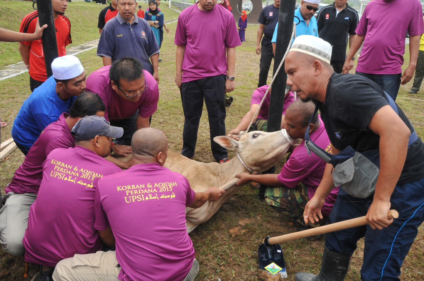 PRO15 150 KORBAN HAS 6698